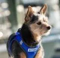 Bay Dog Liberty Bay Dog Harness