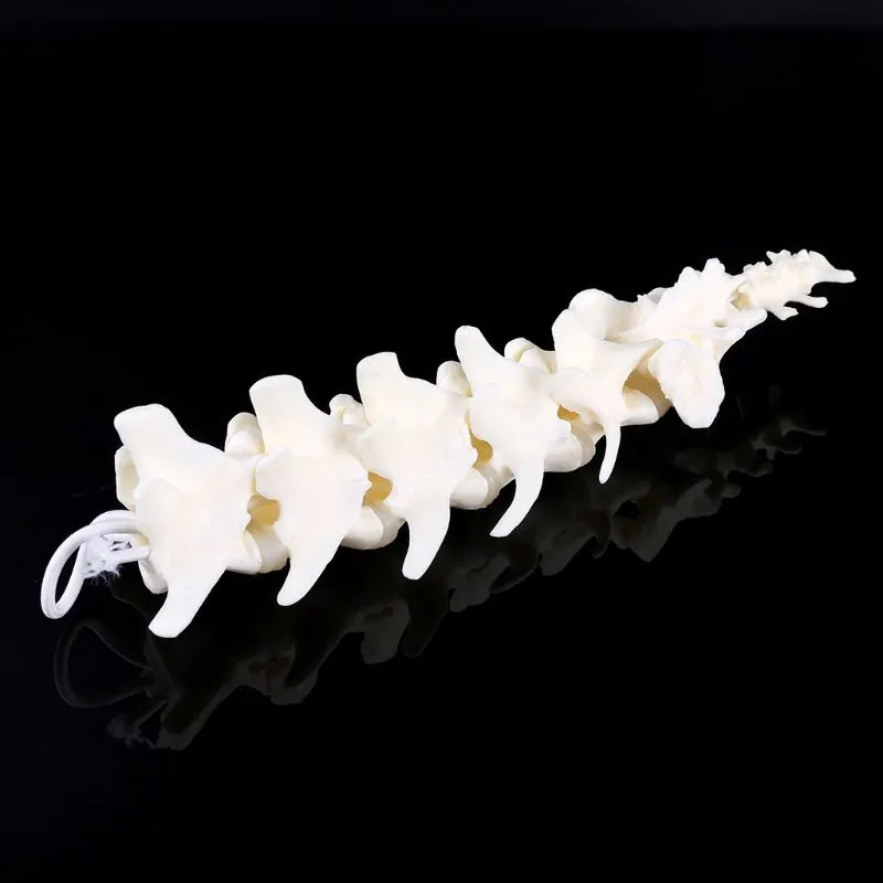 Dog Canine Lumbar Vertebrae with Coccyx Model Aid Teaching Anatomy Display Study Research