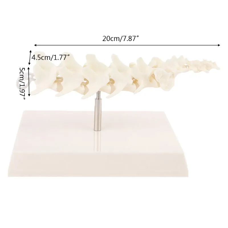 Dog Canine Lumbar Vertebrae with Coccyx Model Aid Teaching Anatomy Display Study Research