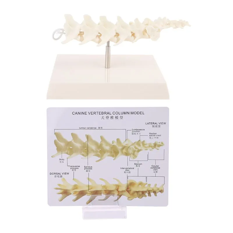 Dog Canine Lumbar Vertebrae with Coccyx Model Aid Teaching Anatomy Display Study Research