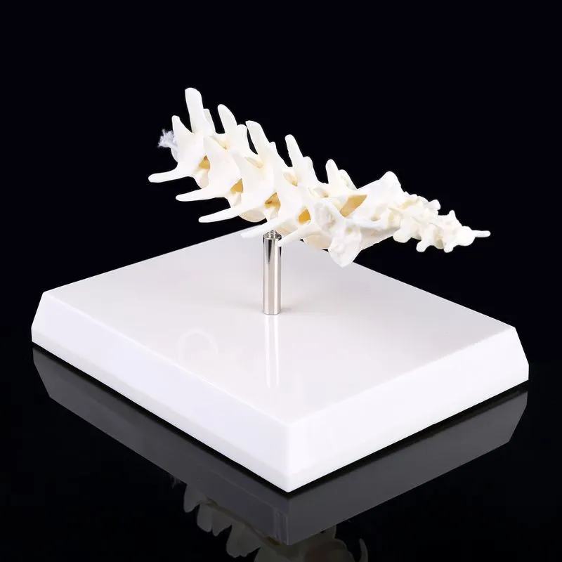 Dog Canine Lumbar Vertebrae with Coccyx Model Aid Teaching Anatomy Display Study Research