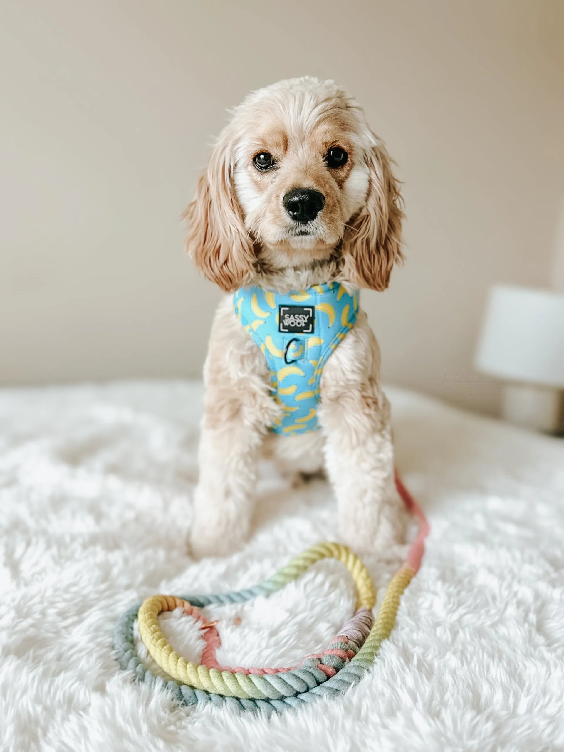 Dog Rope Leash - Fiesta