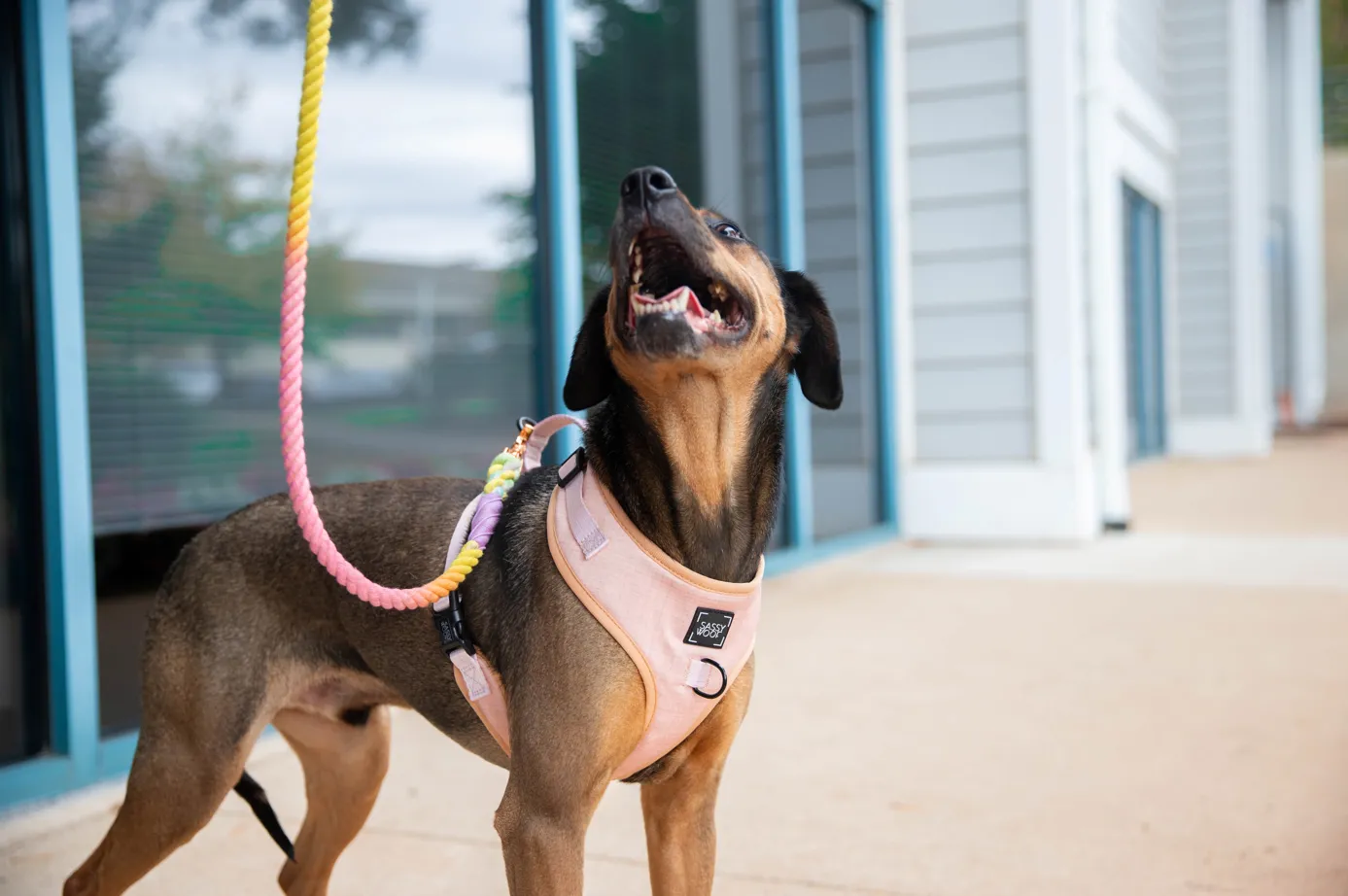 Dog Rope Leash - Fiesta