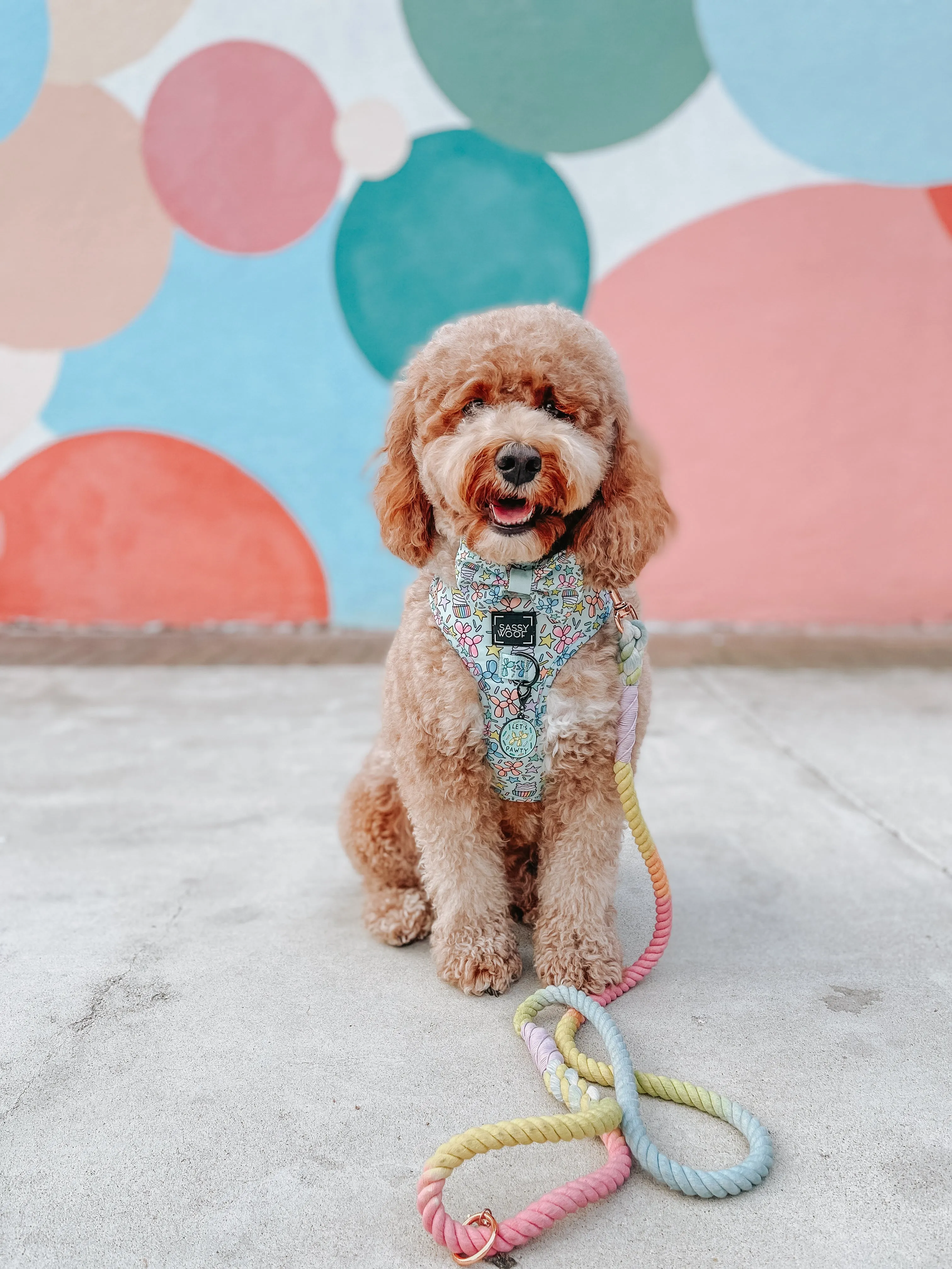 Dog Rope Leash - Fiesta