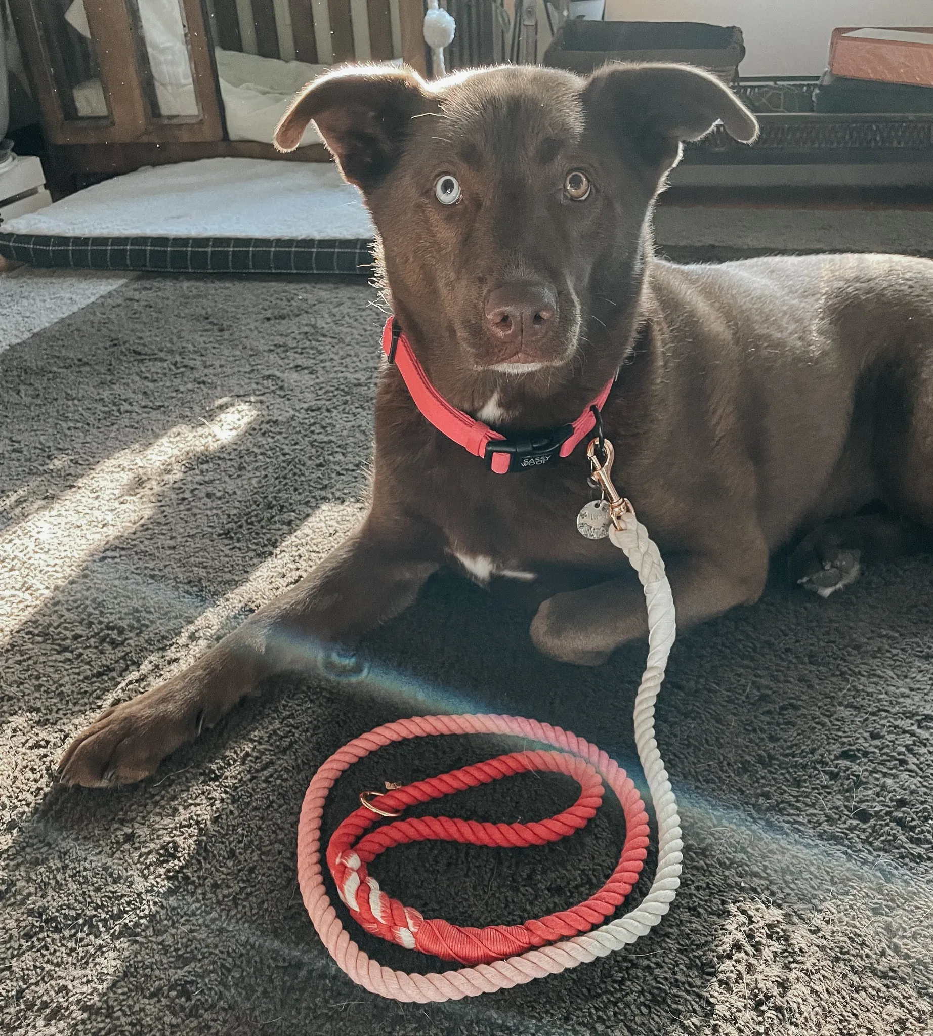 Dog Rope Leash - Ombre Pink