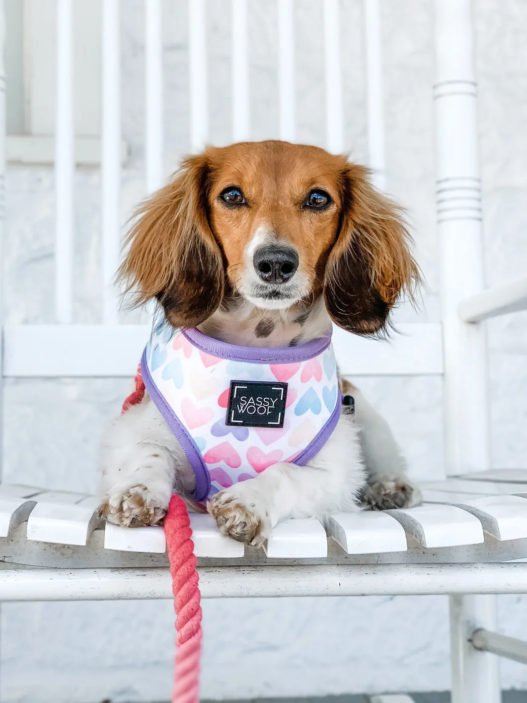 Dog Rope Leash - Ombre Pink