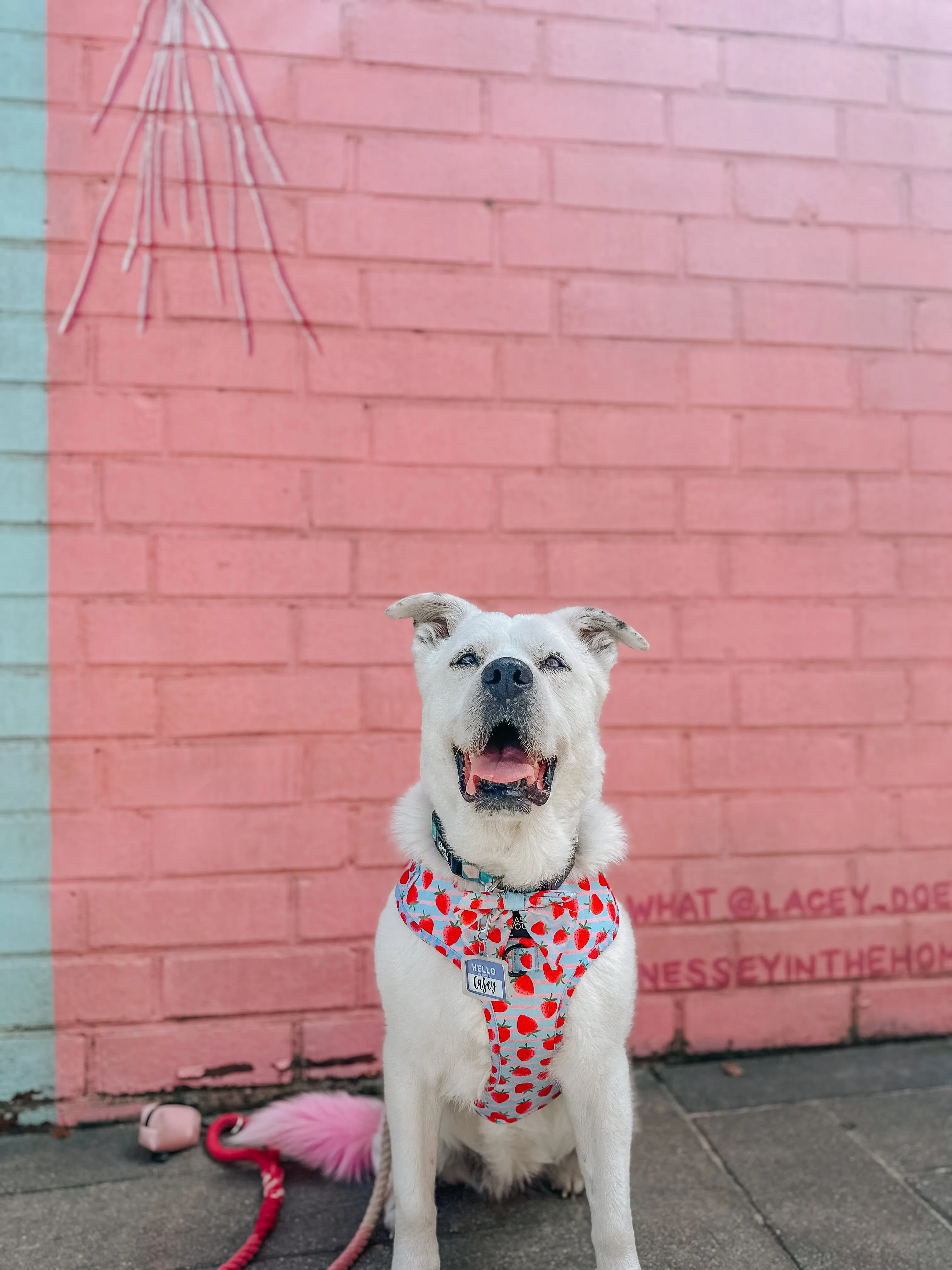 Dog Rope Leash - Ombre Pink