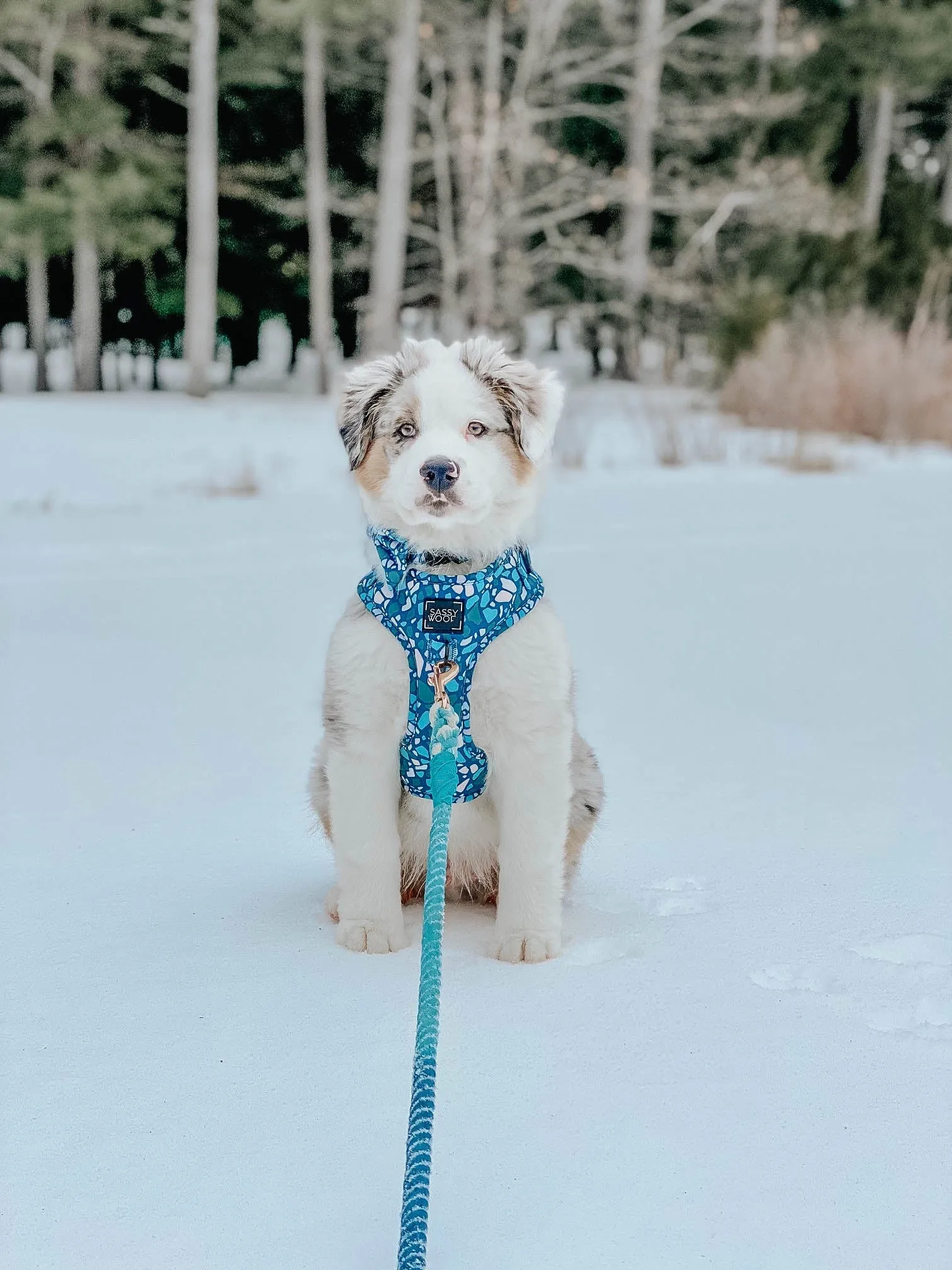 Dog Rope Leash - Romeo