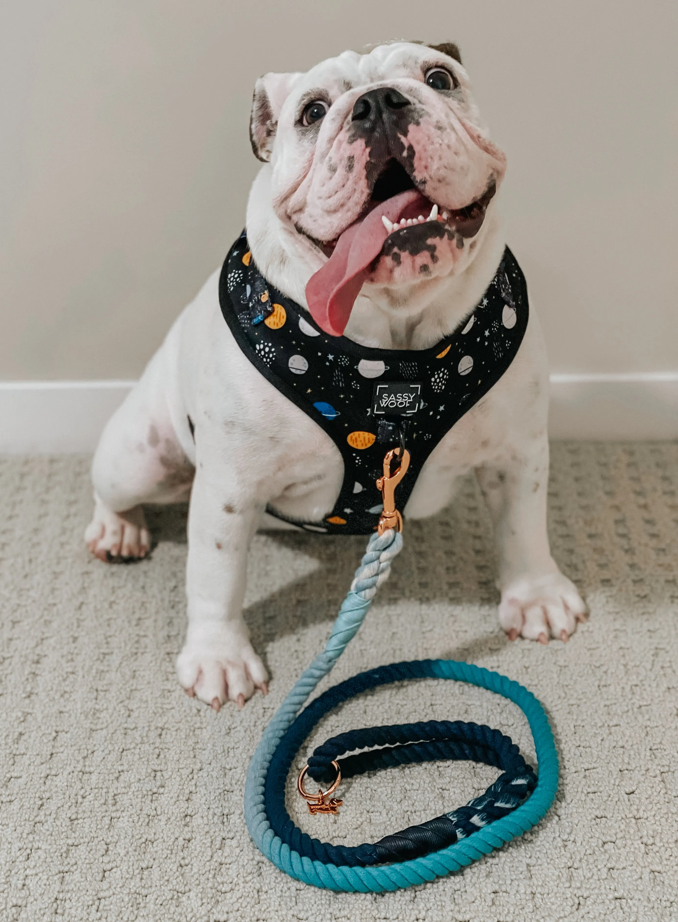 Dog Rope Leash - Romeo